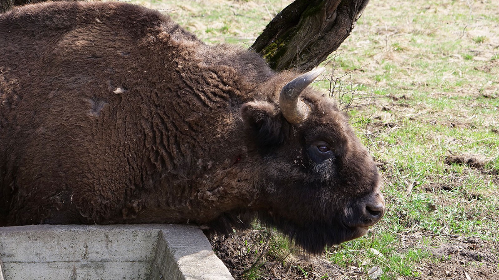 Photo safari cu zimbri in Tinutul Zimbrului